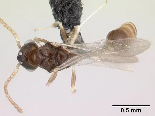 Nesomyrmex bidentatus specimen CASENT0050229 image casent0050229_1