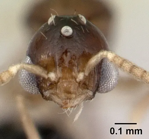 Nesomyrmex bidentatus specimen CASENT0050229 image casent0050229_2