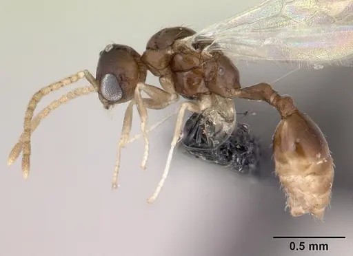 Nesomyrmex bidentatus specimen CASENT0050229 image casent0050229_3