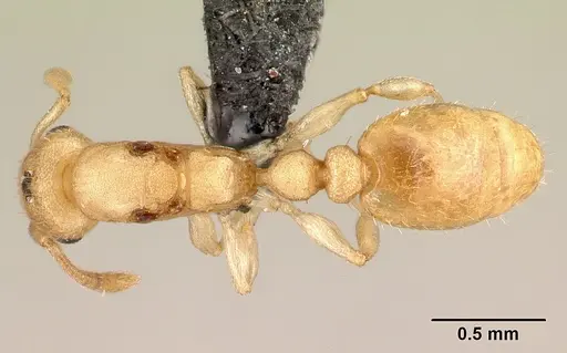 Nesomyrmex bidentatus specimen CASENT0067105 image casent0067105_1