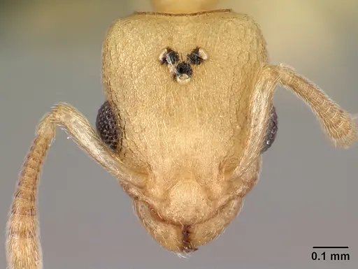 Nesomyrmex bidentatus specimen CASENT0067105 image casent0067105_2