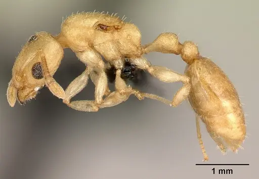Nesomyrmex bidentatus specimen CASENT0067105 image casent0067105_3