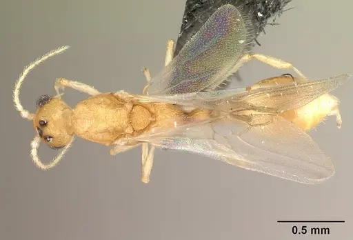 Nesomyrmex bidentatus specimen CASENT0071597 image casent0071597_1