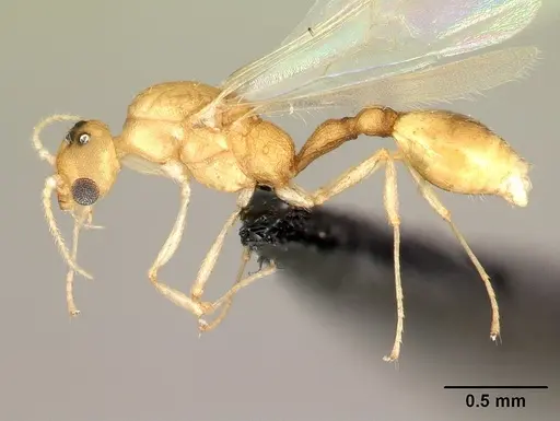 Nesomyrmex bidentatus specimen CASENT0071597 image casent0071597_3