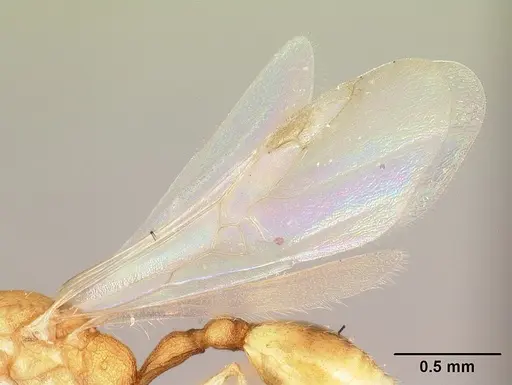 Nesomyrmex bidentatus specimen CASENT0071597 image casent0071597_4