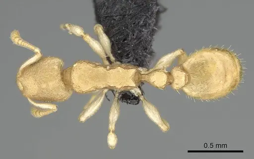 Nesomyrmex bidentatus specimen CASENT0486461 image casent0486461_1