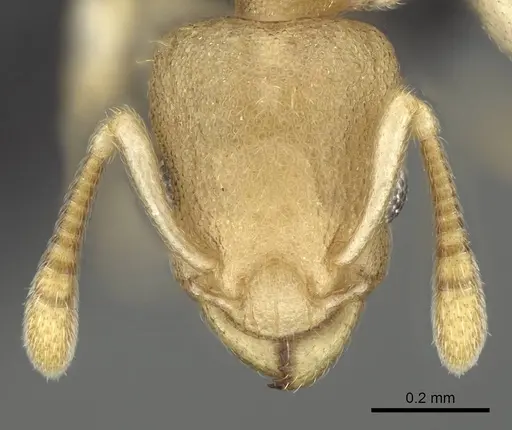 Nesomyrmex bidentatus specimen CASENT0486461 image casent0486461_2