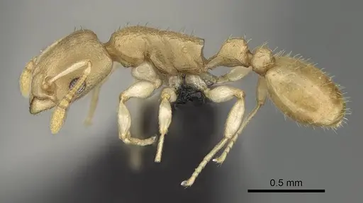 Nesomyrmex bidentatus specimen CASENT0486461 image casent0486461_3