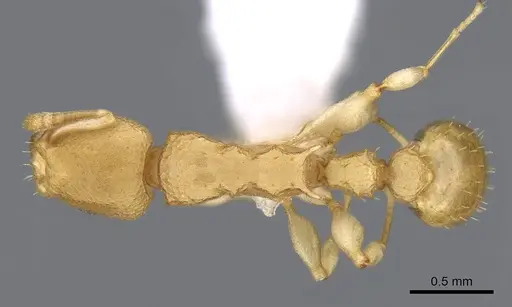 Nesomyrmex brasiliensis specimen CASENT0914987 image casent0914987_1