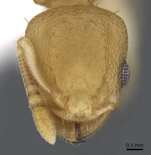 Nesomyrmex brasiliensis specimen CASENT0914987 image casent0914987_2