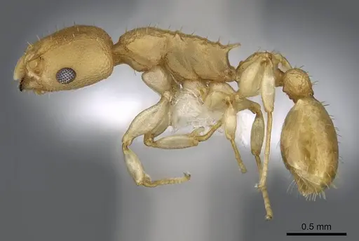 Nesomyrmex brasiliensis specimen CASENT0914987 image casent0914987_3