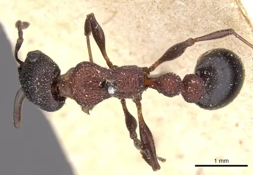 Nesomyrmex braunsi specimen CASENT0901800 image casent0901800_1