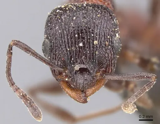 Nesomyrmex braunsi specimen CASENT0901800 image casent0901800_2