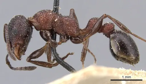 Nesomyrmex braunsi specimen CASENT0901800 image casent0901800_3