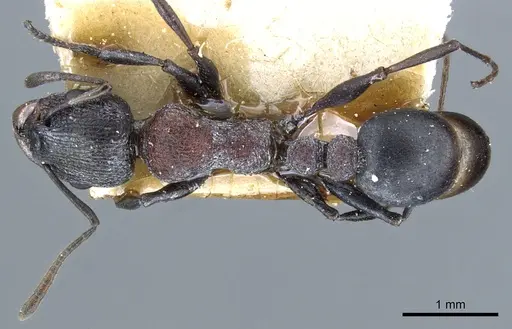 Nesomyrmex braunsi specimen CASENT0904788 image casent0904788_1