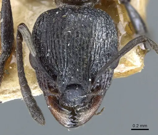 Nesomyrmex braunsi specimen CASENT0904788 image casent0904788_2