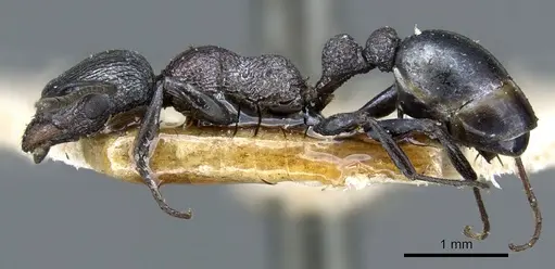 Nesomyrmex braunsi specimen CASENT0904788 image casent0904788_3
