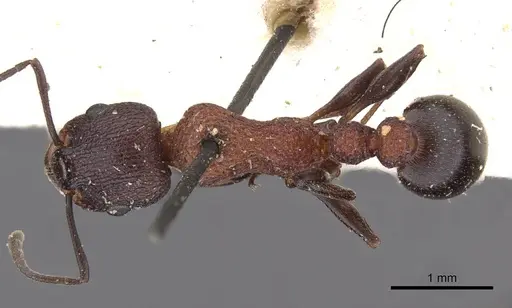 Nesomyrmex braunsi specimen CASENT0909209 image casent0909209_1