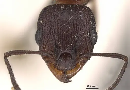 Nesomyrmex braunsi specimen CASENT0909209 image casent0909209_2