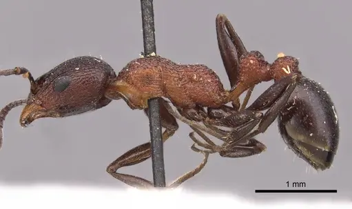 Nesomyrmex braunsi specimen CASENT0909209 image casent0909209_3