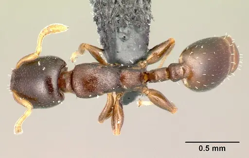 Nesomyrmex brevicornis specimen CASENT0027494 image casent0027494_1