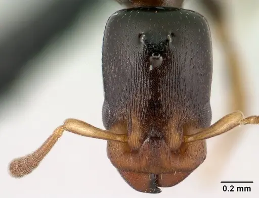 Nesomyrmex brevicornis specimen CASENT0143936 image casent0143936_2