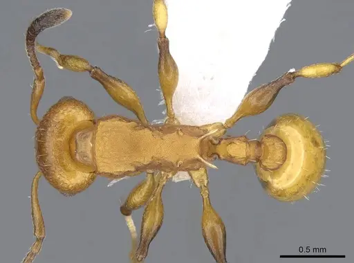 Nesomyrmex brimodus specimen CASENT0914988 image casent0914988_1