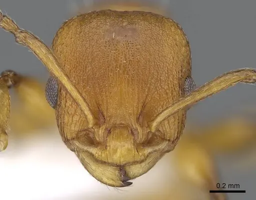 Nesomyrmex brimodus specimen CASENT0914988 image casent0914988_2