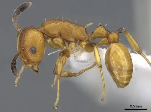 Nesomyrmex brimodus specimen CASENT0914988 image casent0914988_3