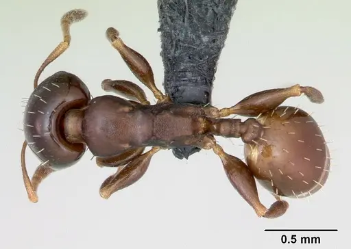 Nesomyrmex brunneus specimen CASENT0008660 image casent0008660_1