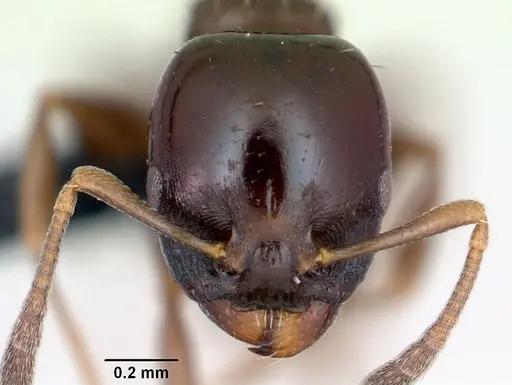 Nesomyrmex brunneus specimen CASENT0008660 image casent0008660_2