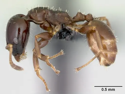 Nesomyrmex brunneus specimen CASENT0008660 image casent0008660_3
