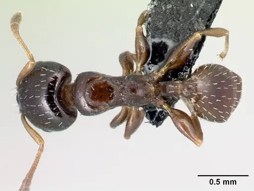 Nesomyrmex brunneus specimen CASENT0082404 image casent0082404_1