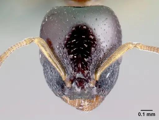 Nesomyrmex brunneus specimen CASENT0082404 image casent0082404_2