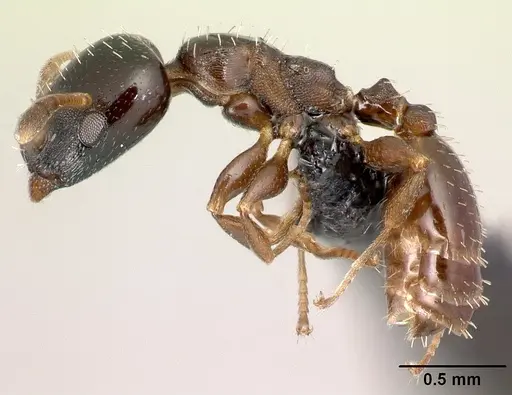 Nesomyrmex brunneus specimen CASENT0082404 image casent0082404_3