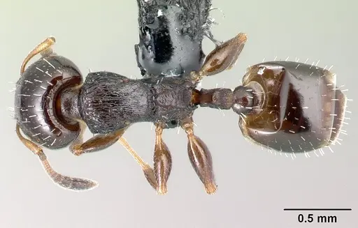 Nesomyrmex brunneus specimen CASENT0107525 image casent0107525_1