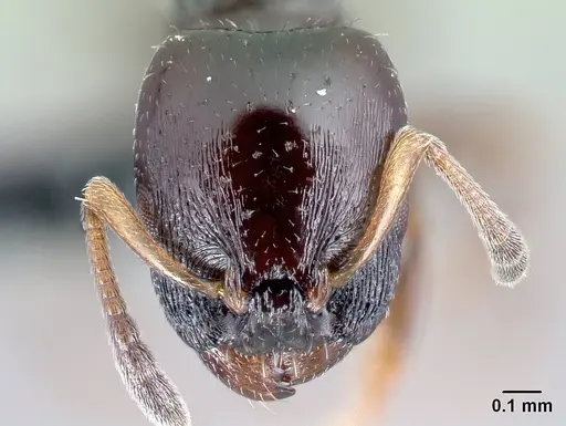 Nesomyrmex brunneus specimen CASENT0107525 image casent0107525_2