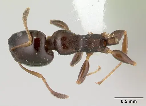 Nesomyrmex brunneus specimen CASENT0418241 image casent0418241_1
