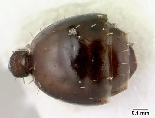 Nesomyrmex brunneus specimen CASENT0418241 image casent0418241_2