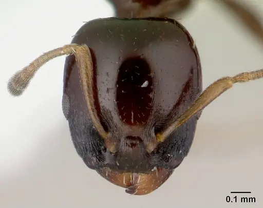 Nesomyrmex brunneus specimen CASENT0418241 image casent0418241_3
