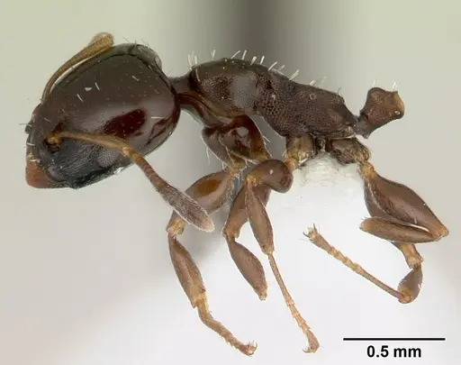 Nesomyrmex brunneus specimen CASENT0418241 image casent0418241_4