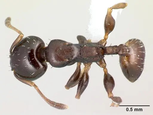 Nesomyrmex brunneus specimen CASENT0418242 image casent0418242_1