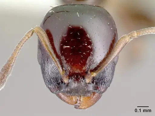 Nesomyrmex brunneus specimen CASENT0418242 image casent0418242_2