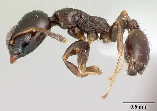 Nesomyrmex brunneus specimen CASENT0418242 image casent0418242_3