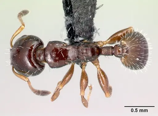 Nesomyrmex brunneus specimen CASENT0428256 image casent0428256_1