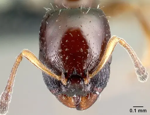 Nesomyrmex brunneus specimen CASENT0428256 image casent0428256_2