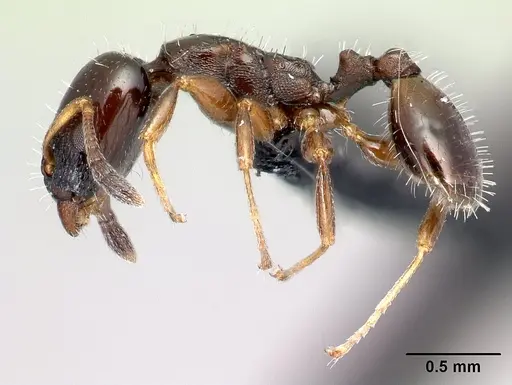 Nesomyrmex brunneus specimen CASENT0428256 image casent0428256_3