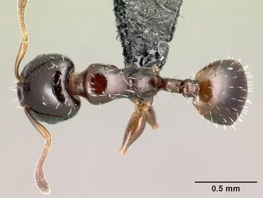 Nesomyrmex brunneus specimen CASENT0488569 image casent0488569_1
