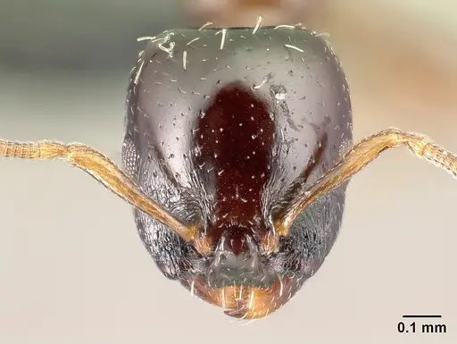Nesomyrmex brunneus specimen CASENT0488569 image casent0488569_2