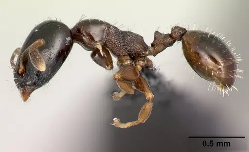 Nesomyrmex brunneus specimen CASENT0488569 image casent0488569_3